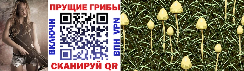 MEGA как войти  как найти закладки  Шлиссельбург  Галлюциногенные грибы ЛСД 